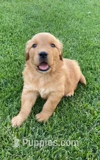 Buddy – Golden Retriever puppy for sale in Santa Ana, CA