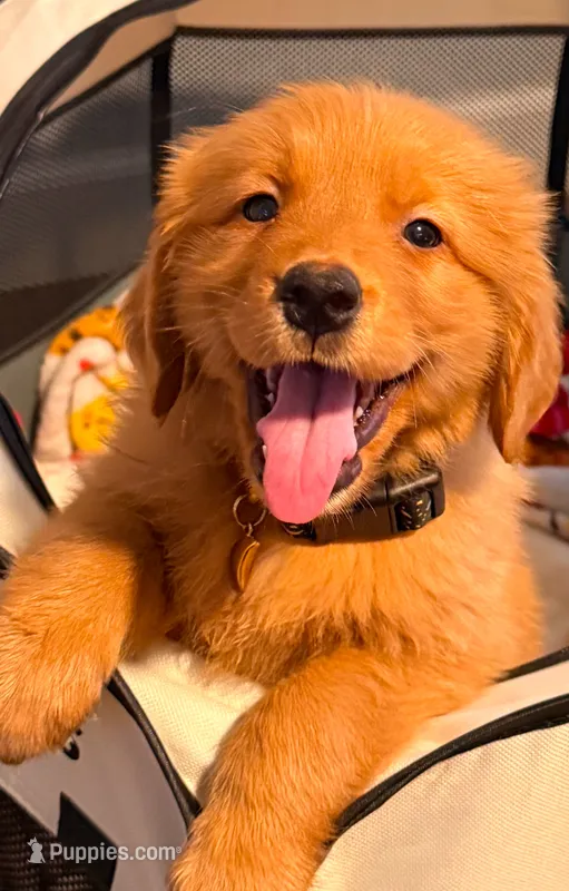 Cooper – Golden Retriever puppy for sale in Santa Ana, CA