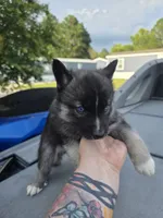 Anubis, a male Siberian Husky for sale in Florence, SC – 1 of 1