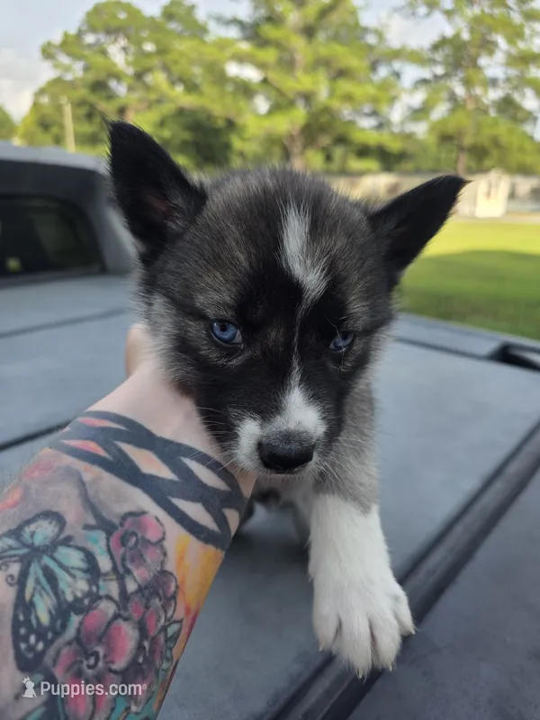 Niritti  – Siberian Husky puppy for sale in Florence, SC