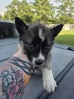 Niritti , a female Siberian Husky for sale in Florence, SC – 1 of 1