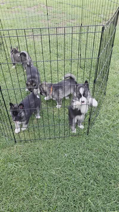 Hathor, a female Siberian Husky for sale in Florence, SC – 2 of 2