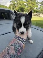Apophis, a male Siberian Husky for sale in Florence, SC – 1 of 1