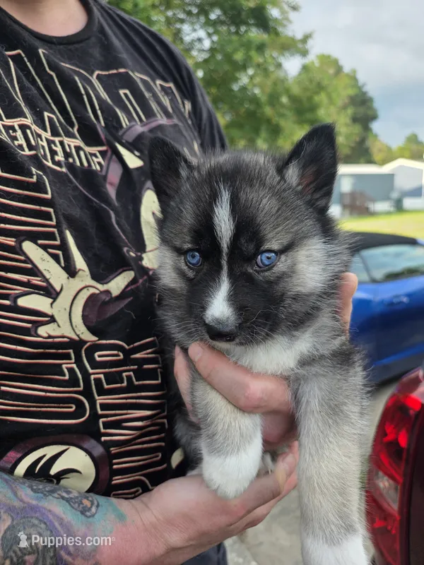 Hathor – Siberian Husky puppy for sale in Florence, SC