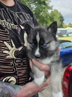 Hourus, a male Siberian Husky for sale in Florence, SC – 1 of 1