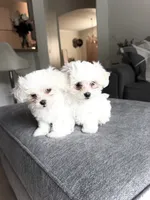 Malta, a female Maltese for sale in Orlando, FL – 5 of 5