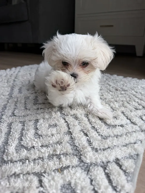 Malta – Maltese puppy for sale in Orlando, FL