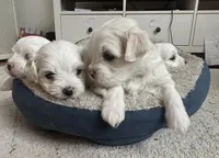 Malta, a female Maltese for sale in Orlando, FL – 1 of 5