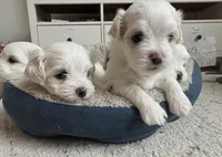 Malta, a female Maltese for sale in Orlando, FL – 2 of 5