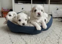 Malta, a female Maltese for sale in Orlando, FL – 4 of 5