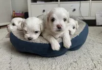 Malta, a female Maltese for sale in Orlando, FL – 3 of 5