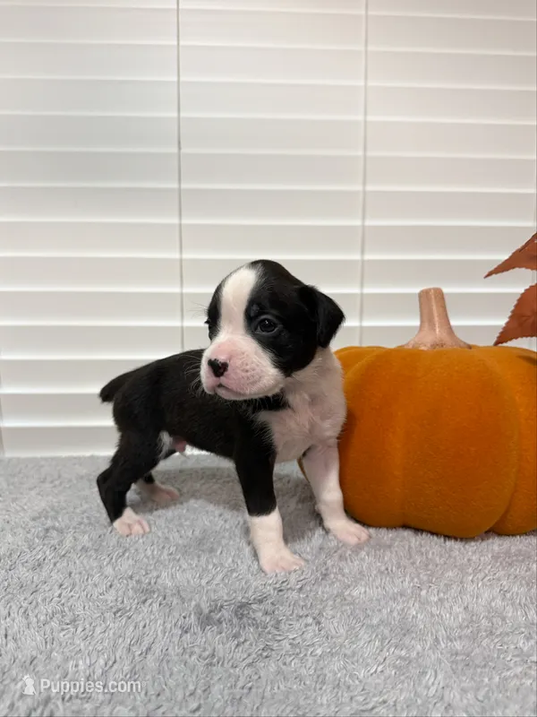 War Machine  – Boxer puppy for sale in Cape Coral, FL