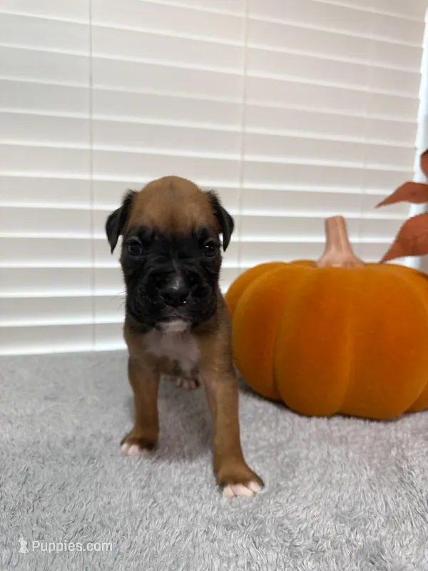 Hulk  – Boxer puppy for sale in Cape Coral, FL