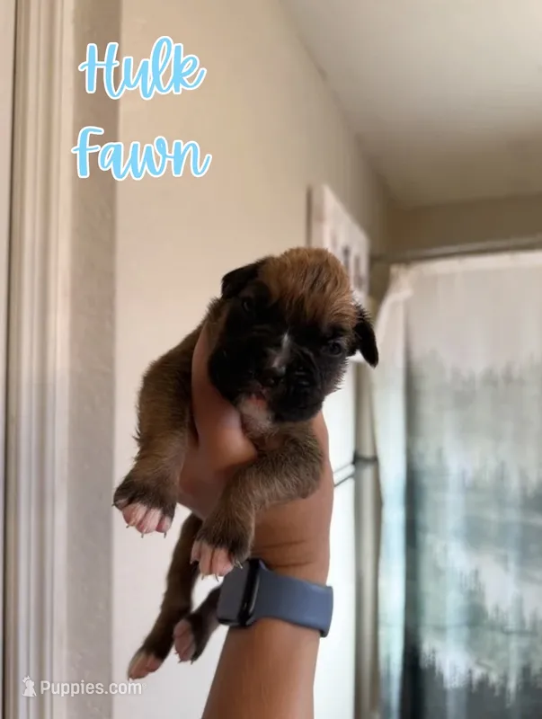 Hulk  – Boxer puppy for sale in Cape Coral, FL