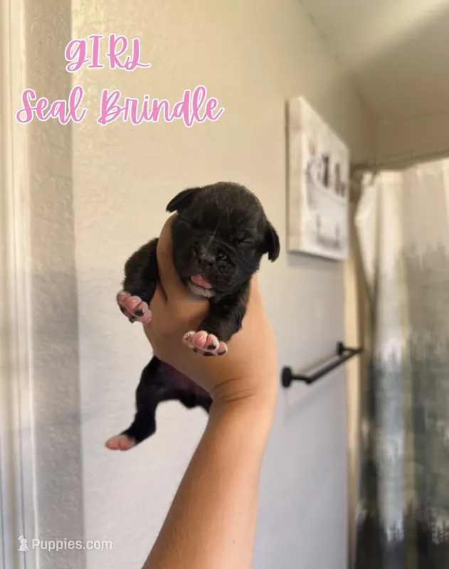 Black Widow  – Boxer puppy for sale in Cape Coral, FL