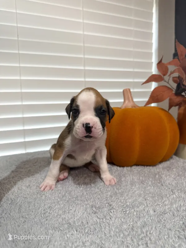 Emma Frost – Boxer puppy for sale in Cape Coral, FL