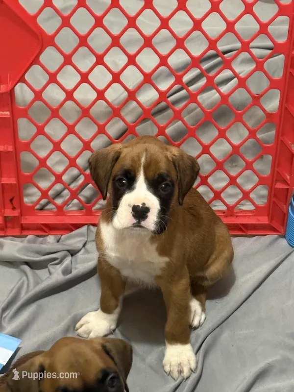 Bailey – Boxer puppy for sale in Naples, FL