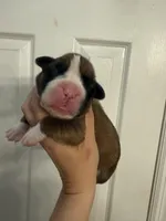 Bailey, a female Boxer for sale in Naples, FL – Photo 2 of 2