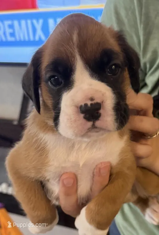 Bailey – Boxer puppy for sale in Naples, FL