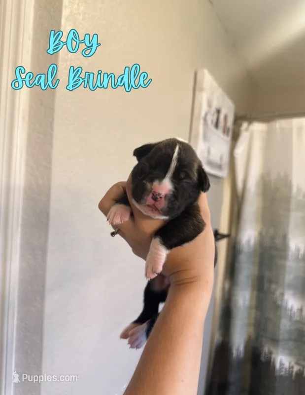 Wolverine – Boxer puppy for sale in Cape Coral, FL