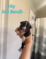 Wolverine, a male Boxer for sale in Cape Coral, FL – 1 of 1