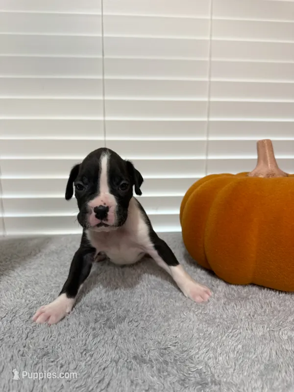 Spider Man – Boxer puppy on hold in Cape Coral, FL