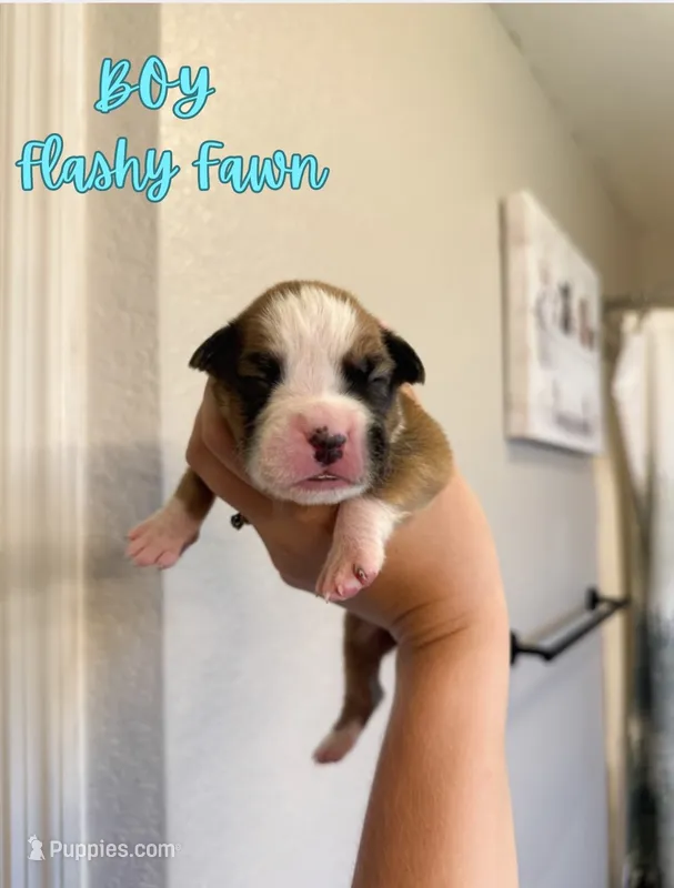 Thor – Boxer puppy for sale in Cape Coral, FL