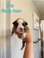 Thor, a male Boxer for sale in Cape Coral, FL – 1 of 1