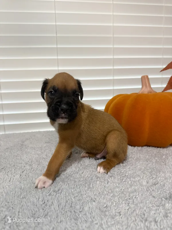 Captain America – Boxer puppy on hold in Cape Coral, FL