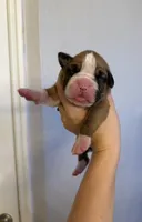 Iimmy, a male Boxer for sale in Naples, FL – Photo 1 of 2