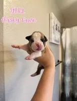 Emma Frost, a female Boxer for sale in Cape Coral, FL – 1 of 1