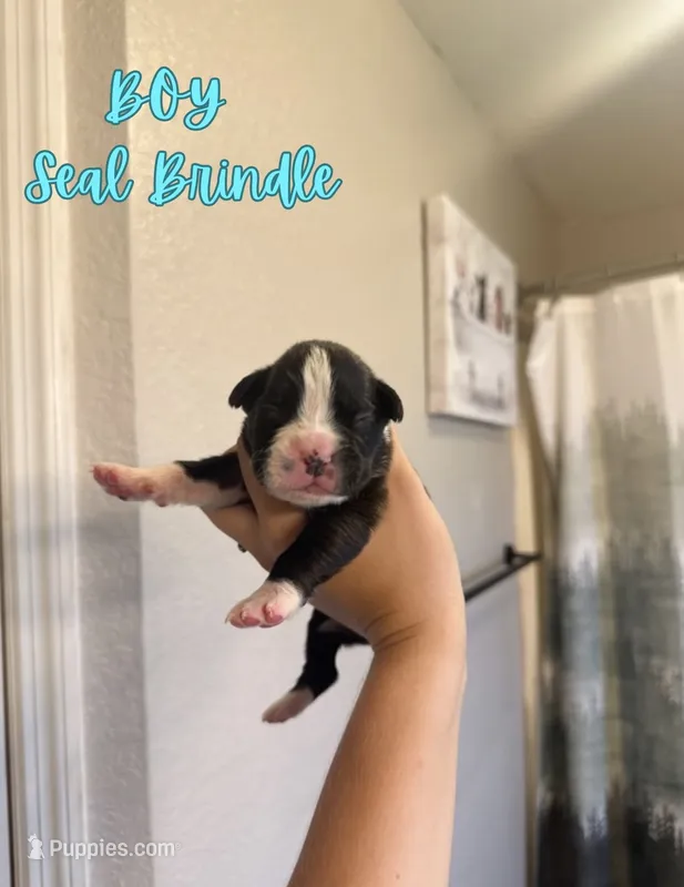 Iron Man – Boxer puppy for sale in Cape Coral, FL