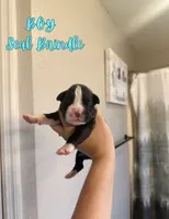 Iron Man, a male Boxer for sale in Cape Coral, FL – 1 of 1
