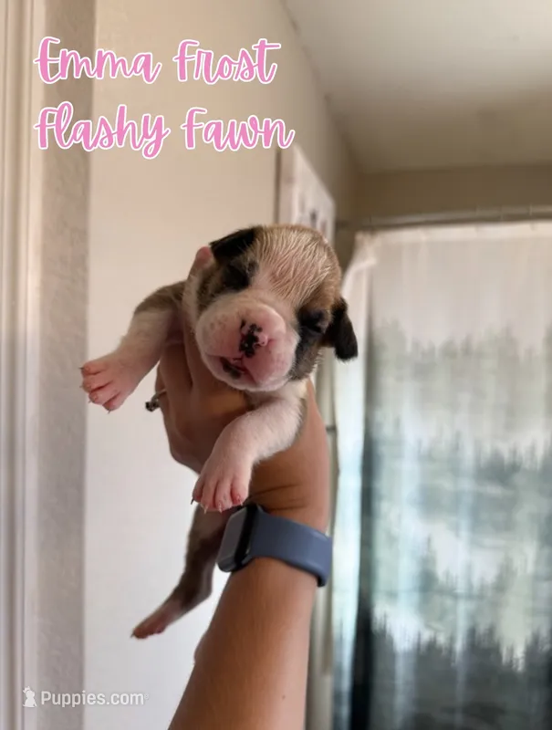 Emma Frost – Boxer puppy for sale in Cape Coral, FL