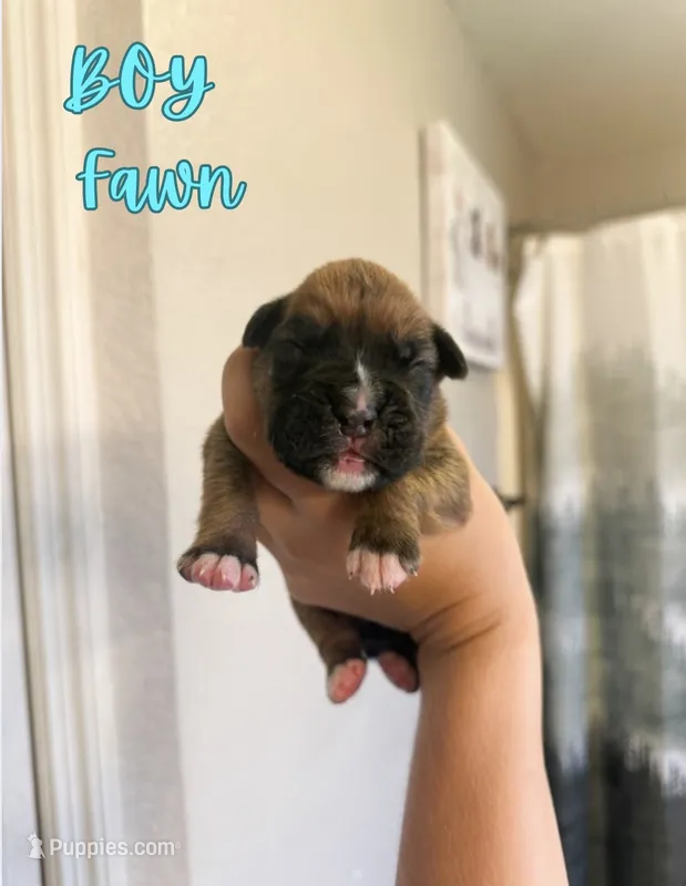 Hulk  – Boxer puppy for sale in Cape Coral, FL
