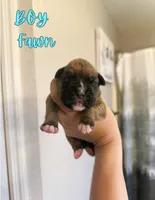 Hulk , a male Boxer for sale in Cape Coral, FL – 1 of 1