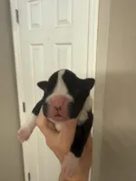 Jessie, a male Boxer for sale in Naples, FL – Photo 2 of 4