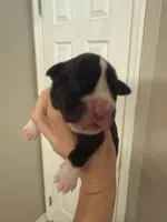 Jessie, a male Boxer for sale in Naples, FL – Photo 4 of 4