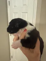 Jessie, a male Boxer for sale in Naples, FL – Photo 1 of 4