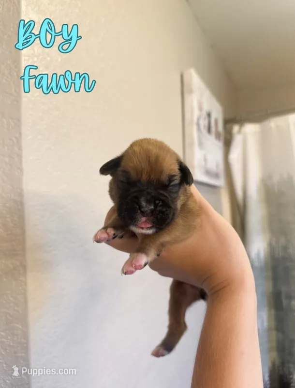 Captain America – Boxer puppy for sale in Cape Coral, FL