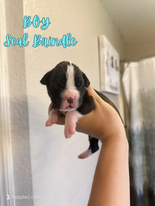 Spider Man – Boxer puppy for sale in Cape Coral, FL