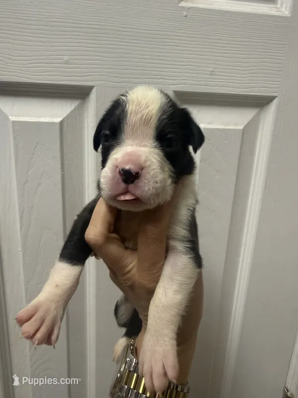 War Machine  – Boxer puppy for sale in Cape Coral, FL