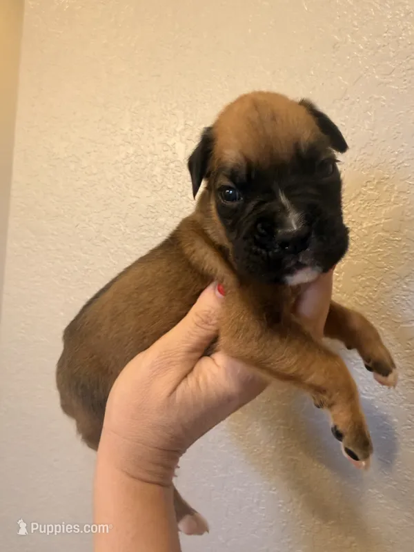 Hulk  – Boxer puppy for sale in Cape Coral, FL