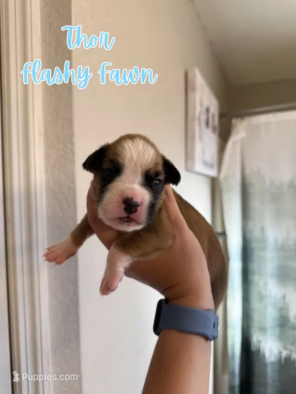 Thor – Boxer puppy on hold in Cape Coral, FL