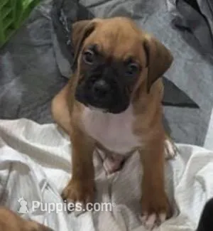 Lilly – Boxer puppy for sale in Naples, FL