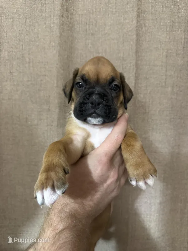 Lilly – Boxer puppy for sale in Naples, FL