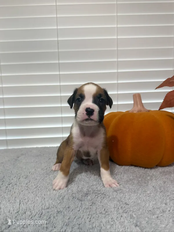 Thor – Boxer puppy for sale in Cape Coral, FL