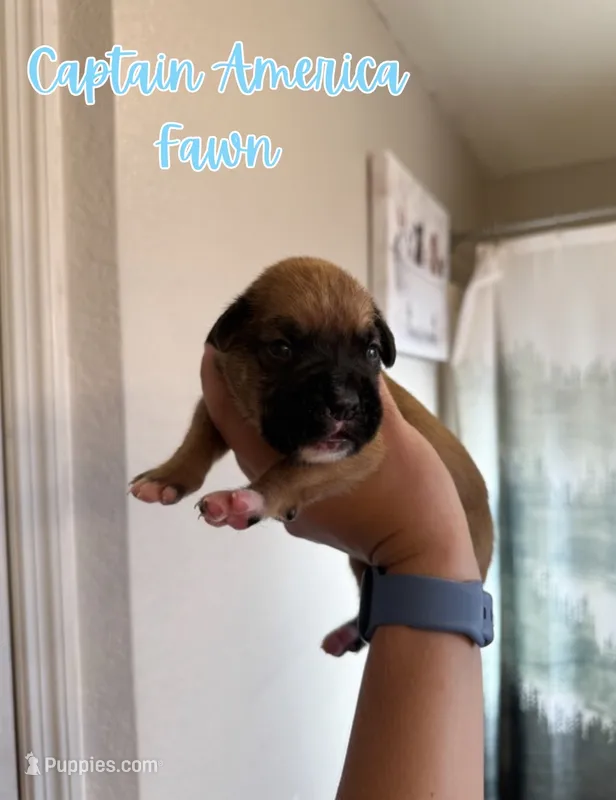 Captain America – Boxer puppy for sale in Cape Coral, FL