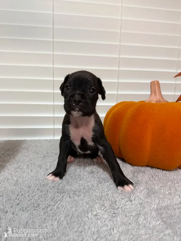 Black Widow  – Boxer puppy for sale in Cape Coral, FL