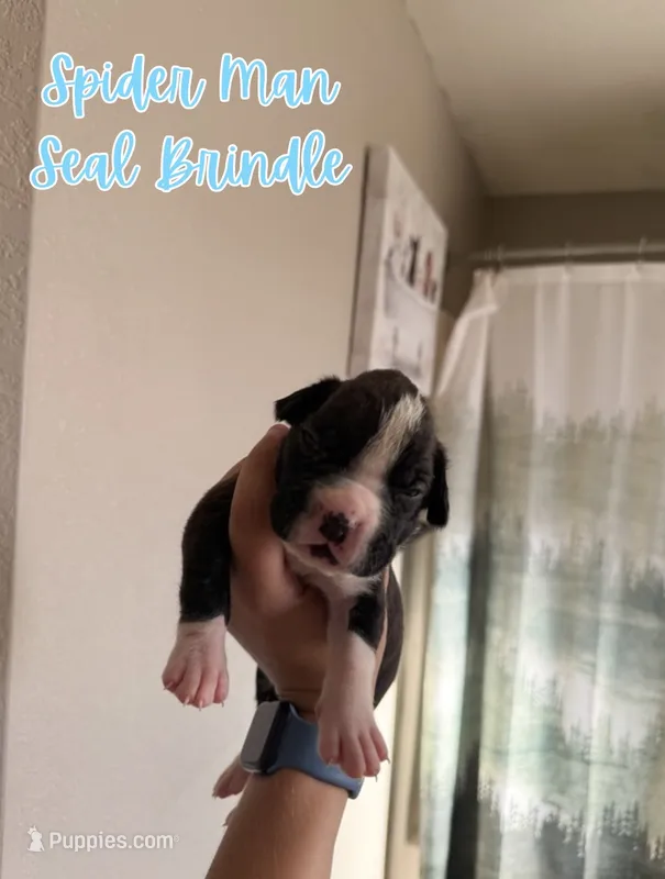 Spider Man – Boxer puppy for sale in Cape Coral, FL